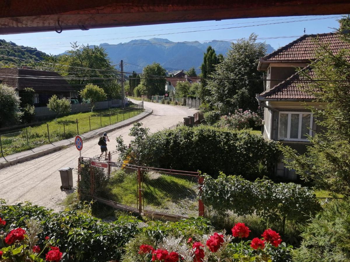 Vila Ovi Hotel Bran  Esterno foto
